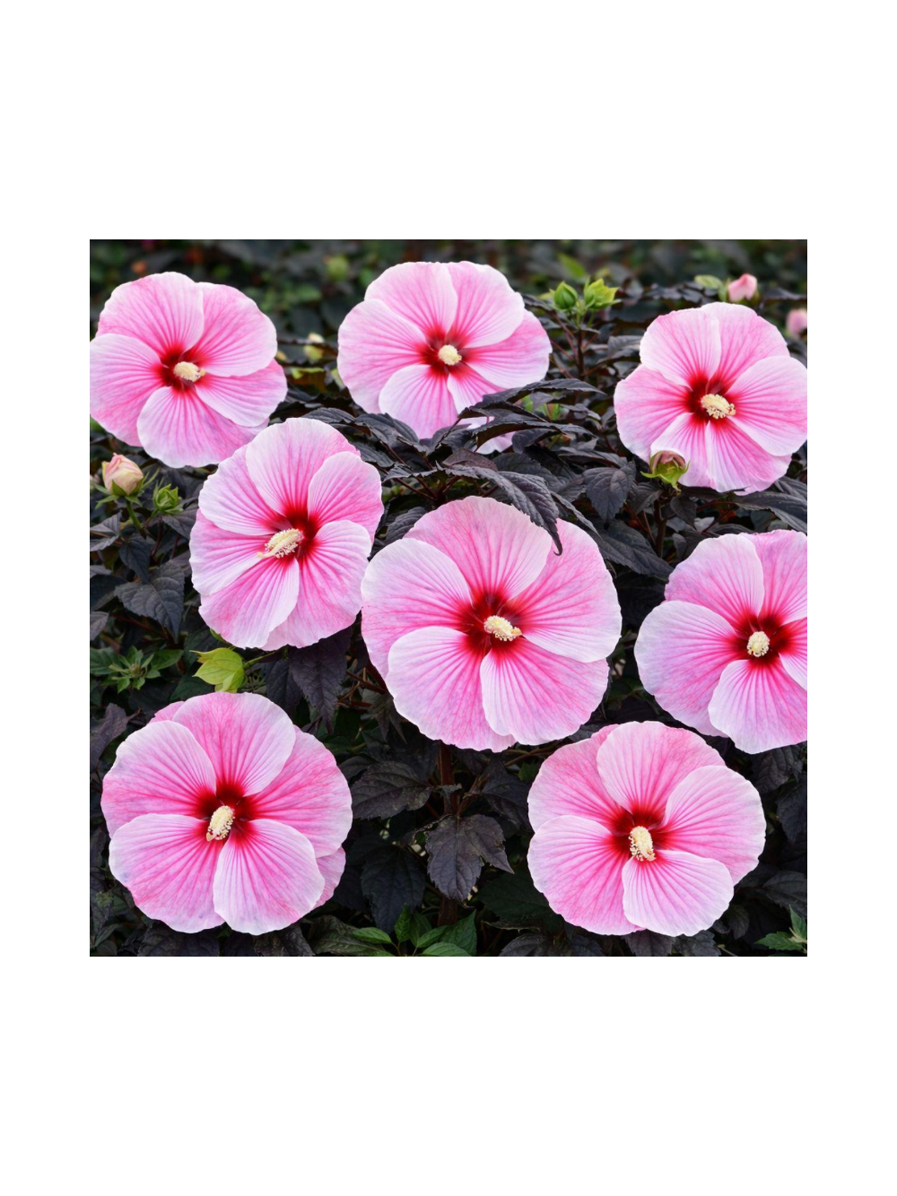 Hibiskus bagienny - Hibiscus moscheutos 'Big Pansy'