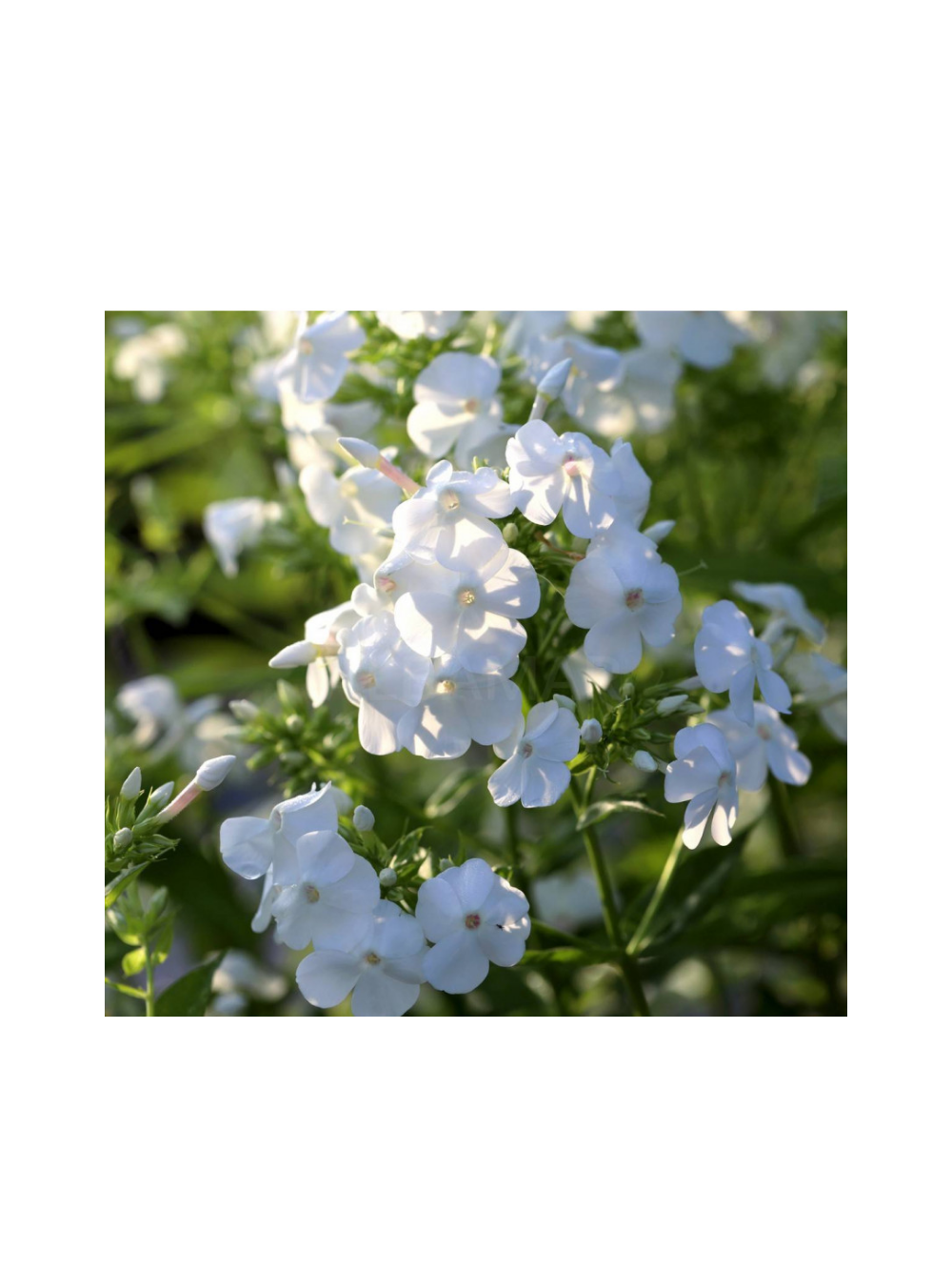 Floks wiechowaty - Phlox paniculata 'David'