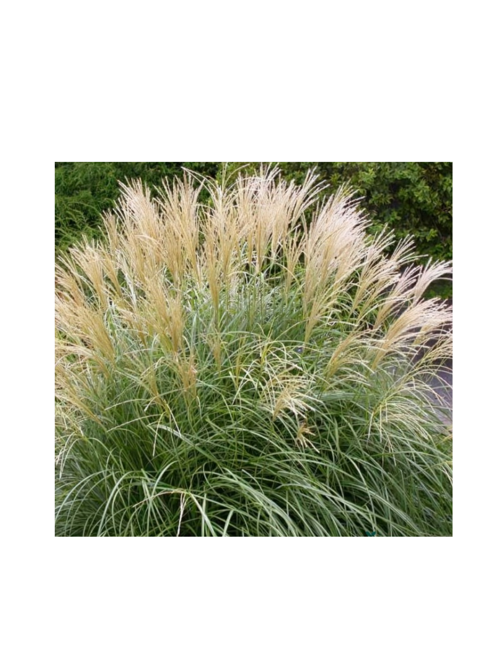 Miskant chiński- Miscanthus sinensis 'Herman Mussel'