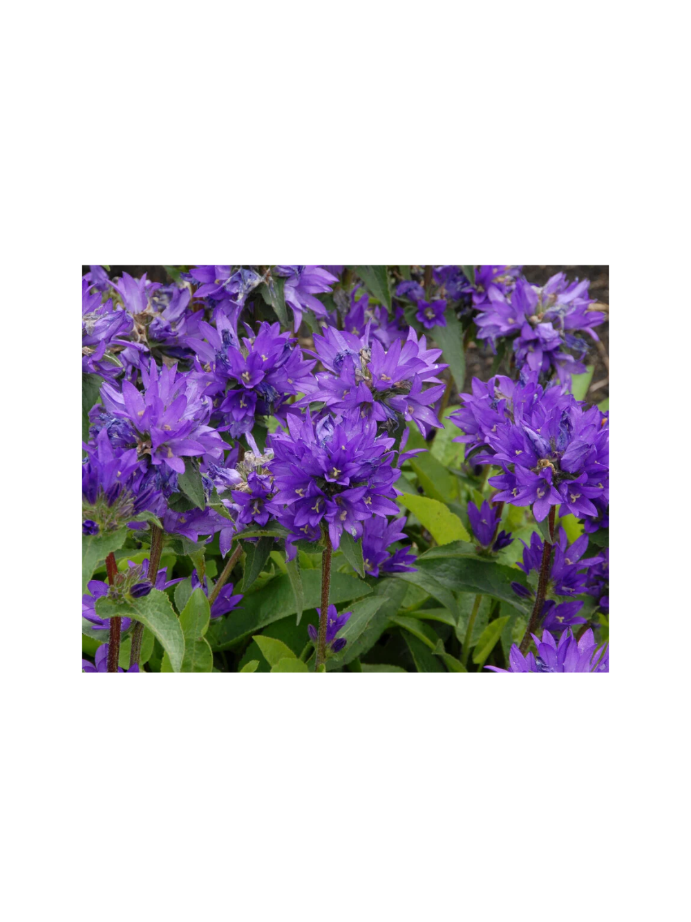 Dzwonek skupiony - Campanula glomerata 'Superba'