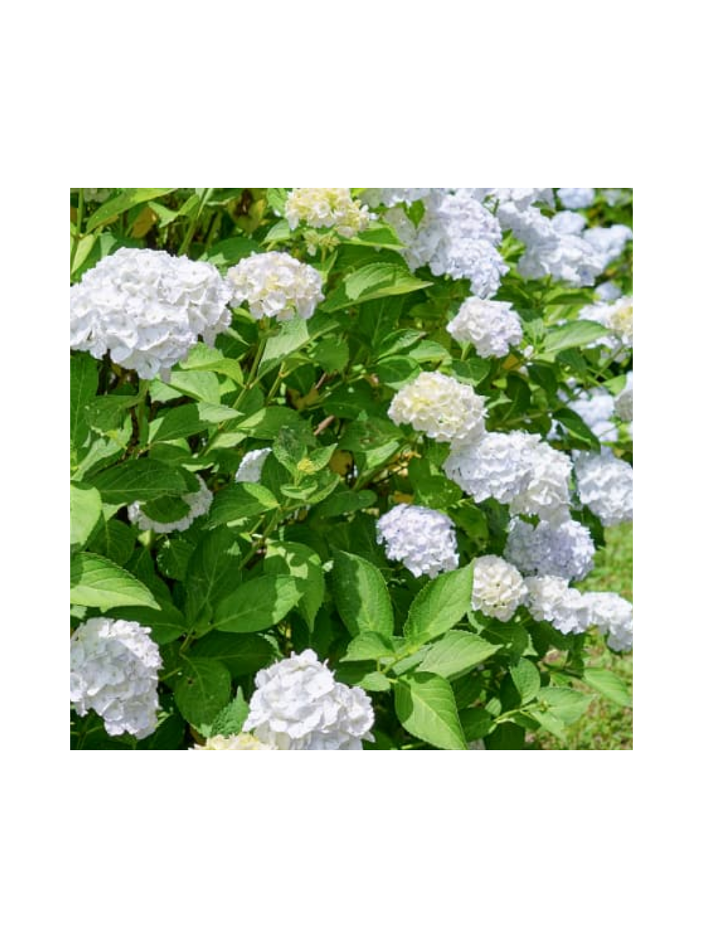 Hortensja ogrodowa - Hydrangea macrophylla 'Soeur Thérèse'