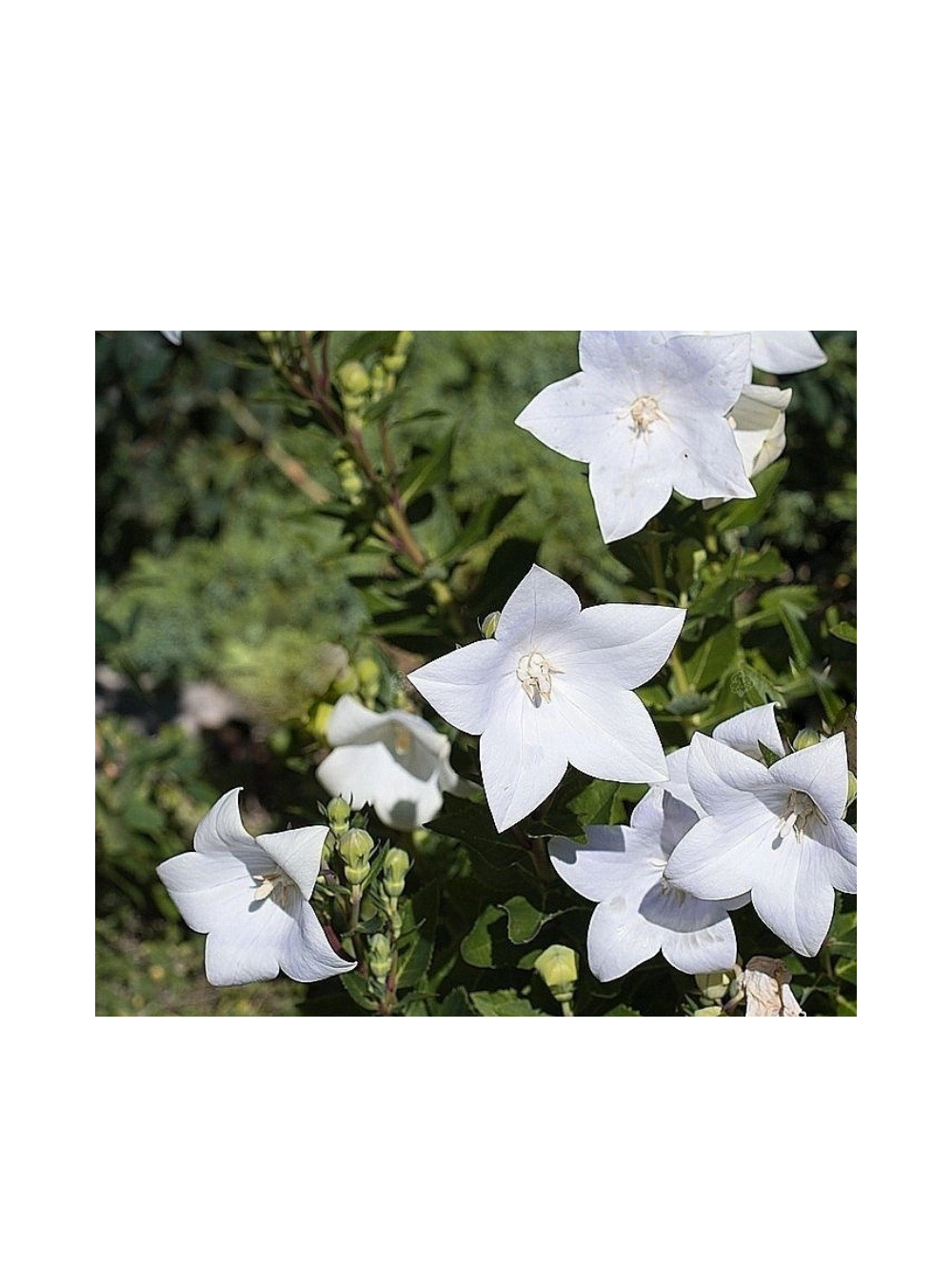 Dzwonek karpacki - Campanula carpatica 'Weisse Clips'
