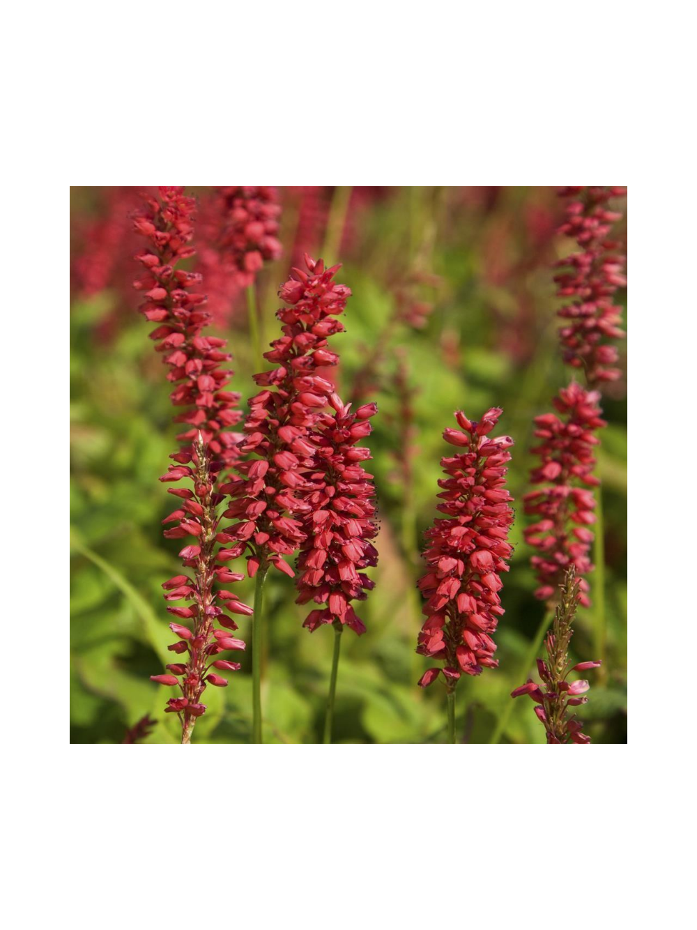 Rdest himalajski - Persicaria amplexicaulis 'Ample Vibrant Red'