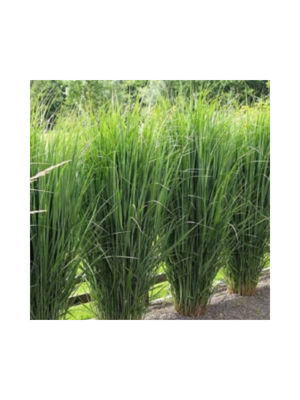 Proso rózgowate - Panicum virgatum 'Northwind'