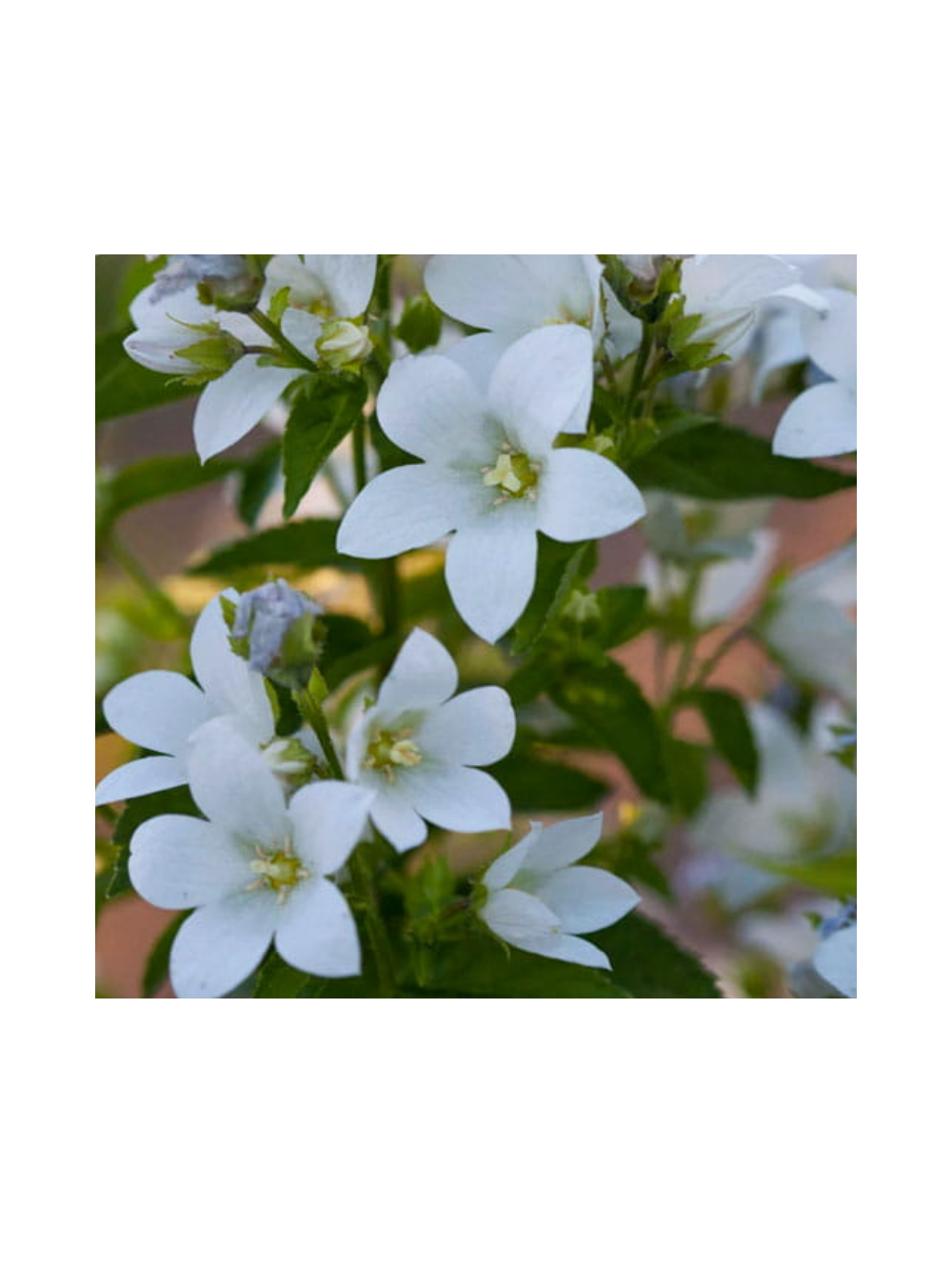 Dzwonek kremowy - Campanula lactiflora 'Pouffe'
