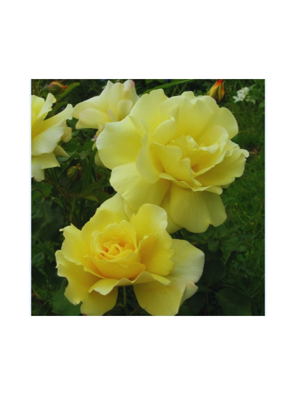 Róża polyantha - żółta