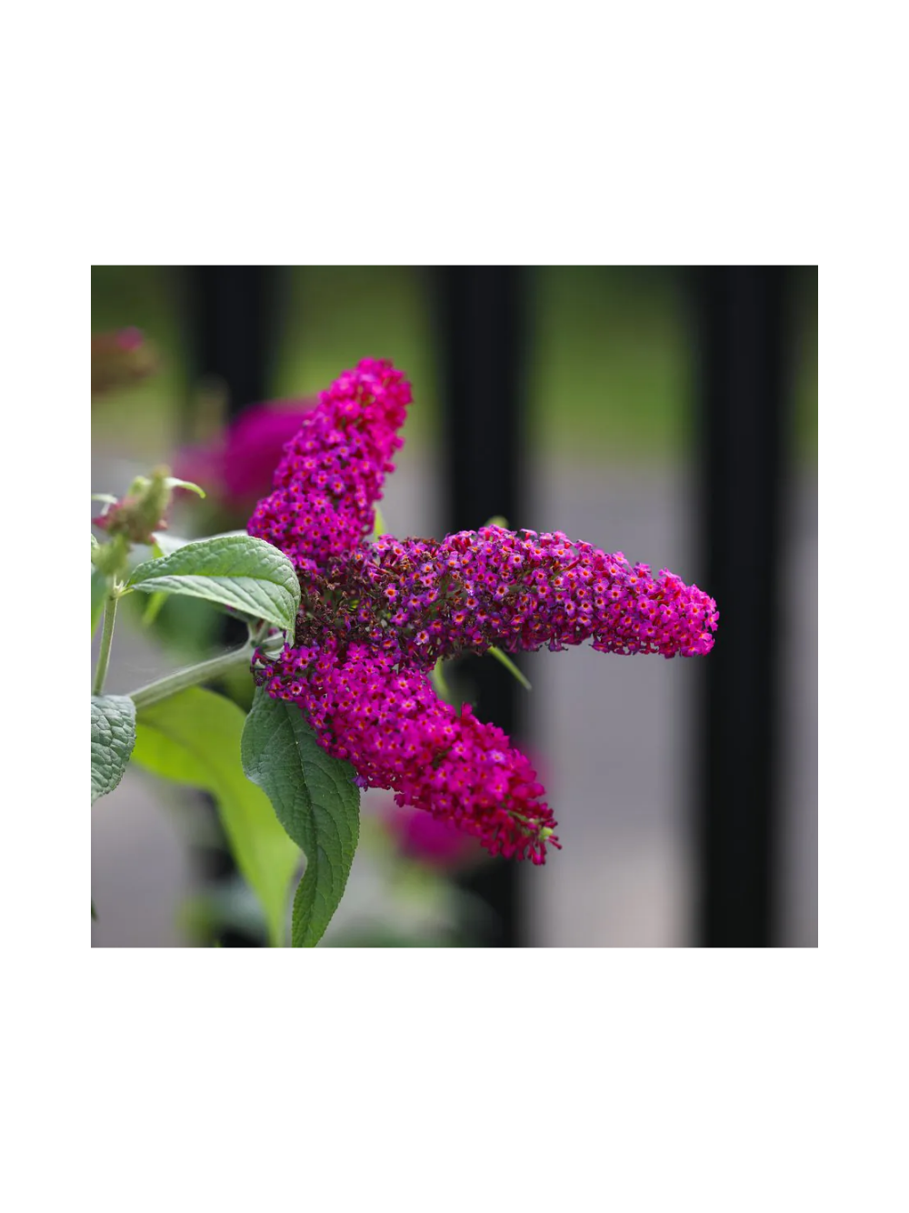 Budleja Dawida - Buddleja davidii 'Royal Red'