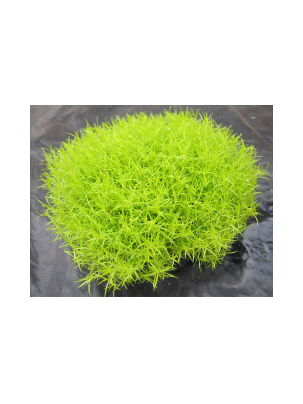 Karmnik ościsty - Sagina subulata 'Aurea'