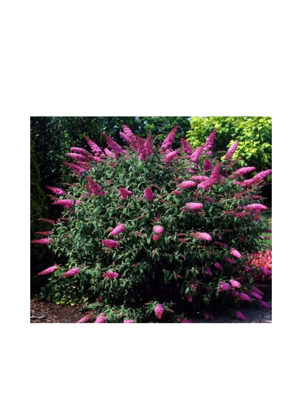 Budleja Dawida - Buddleja davidii 'Pink Delight'