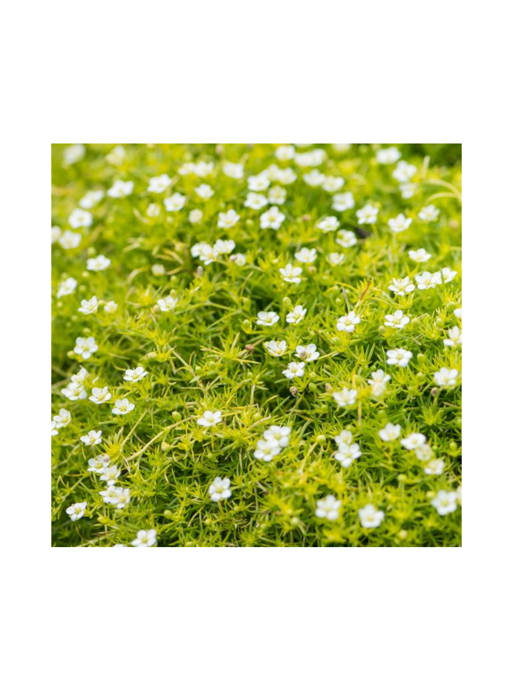 Karmnik ościsty - Sagina subulata 'Aurea'