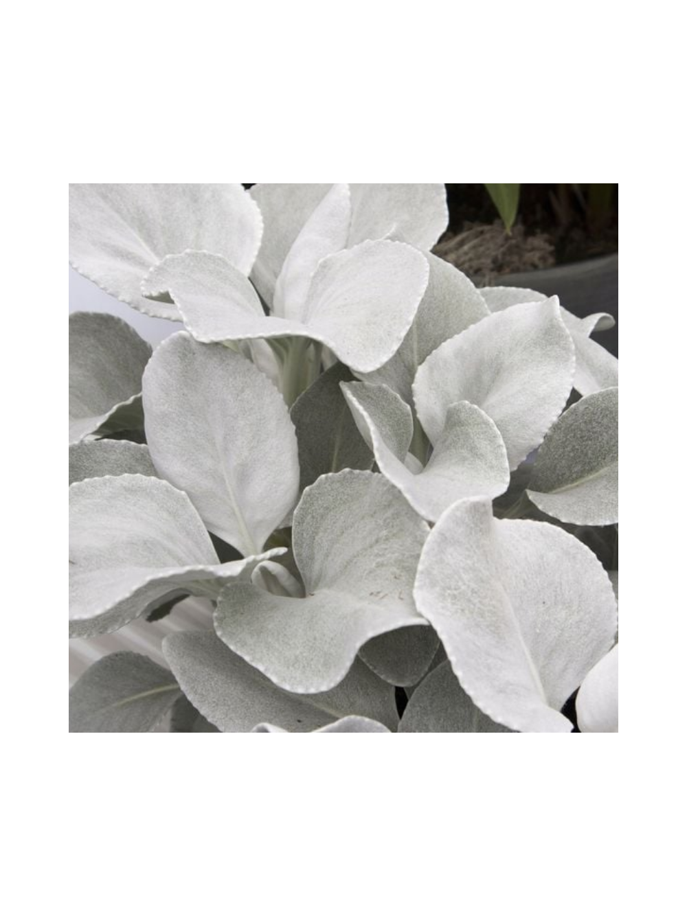 Starzec - Senecio 'Angel Wings'