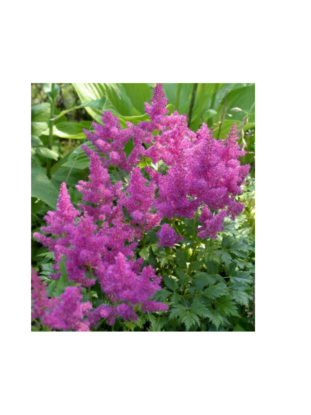 Tawułka - Astilbe 'Pumila'