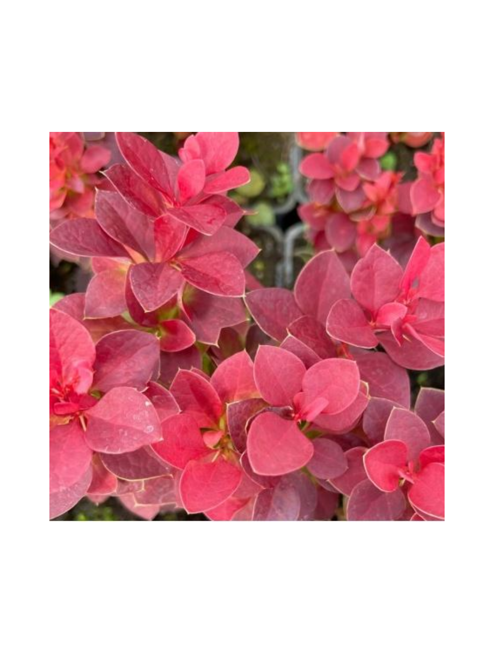 Berberys Thunberga - Berberis thunbergii 'Deep Purple'(R)