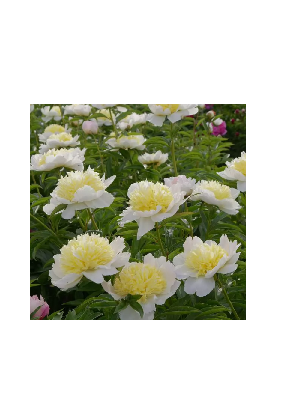 Piwonia chińska - Paeonia lactiflora 'Honey Gold'