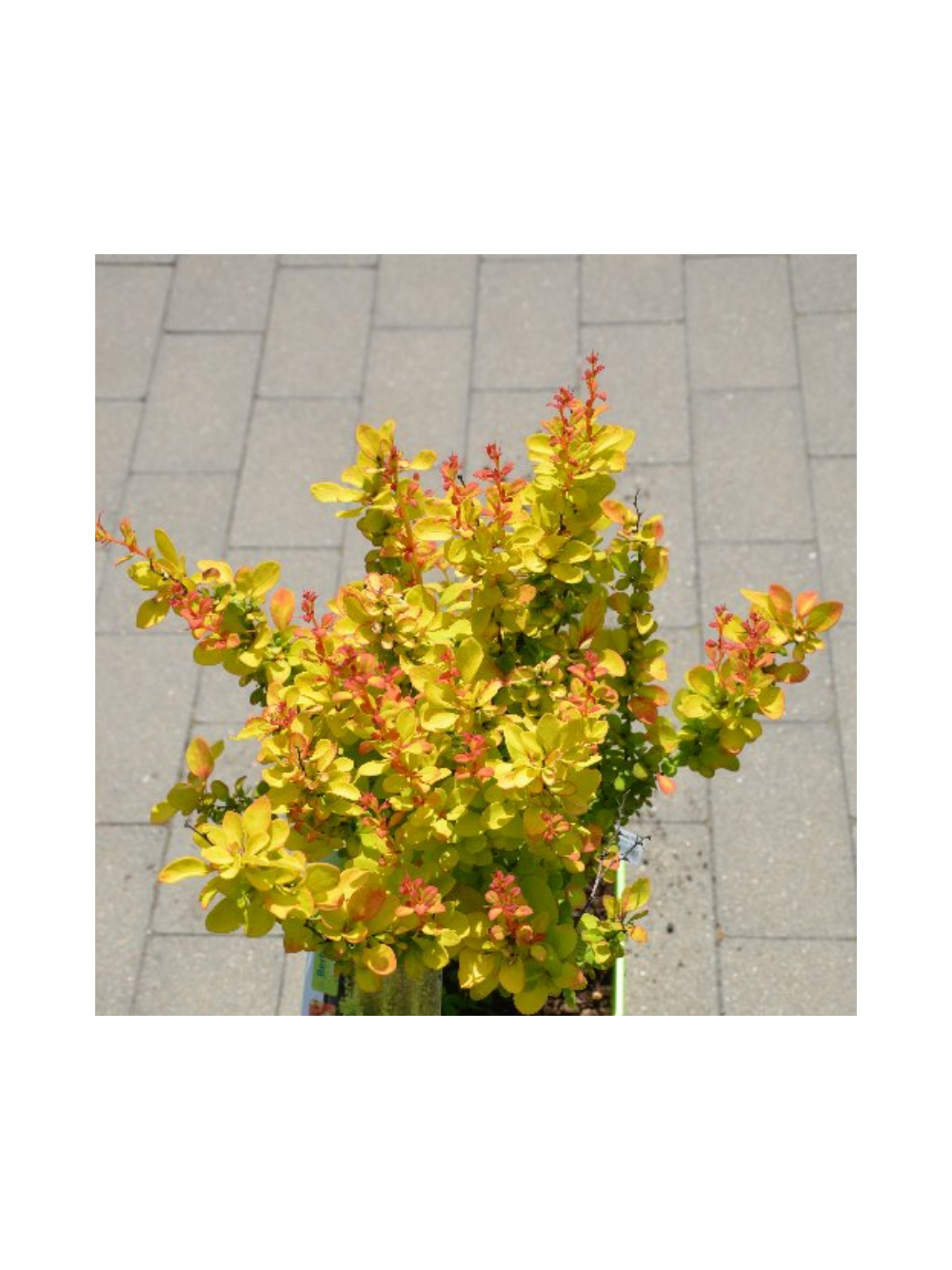 Berberys Thunberga - Berberis thunbergii 'Yellow Tower' (R)