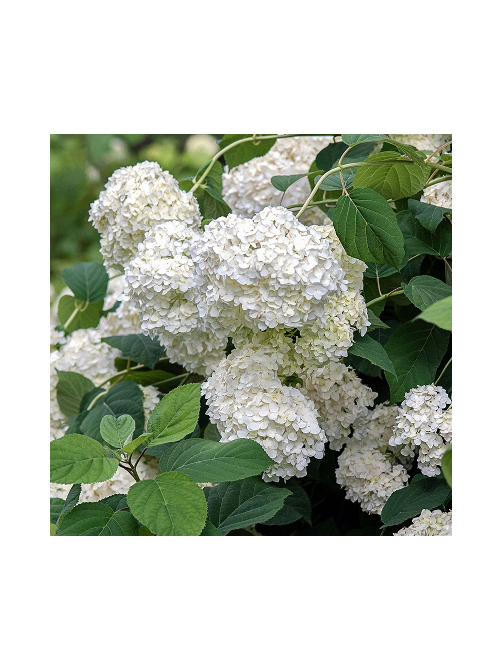 Hortensja ogrodowa - Hydrangea macrophylla 'Soeur Thérèse'