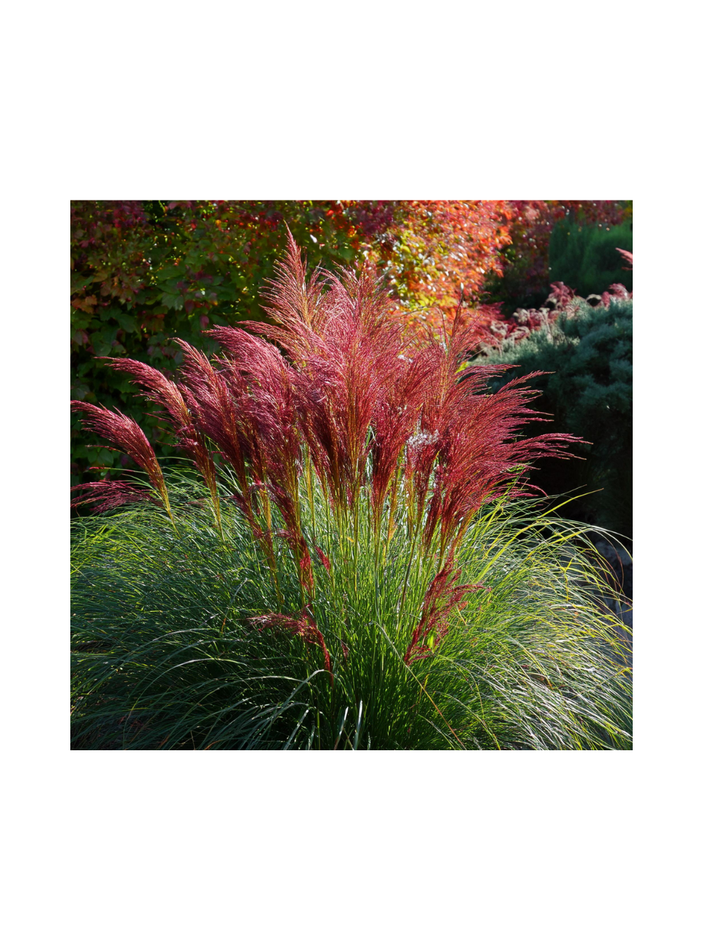Miskant chiński - Miscanthus sinensis 'Red Chief'