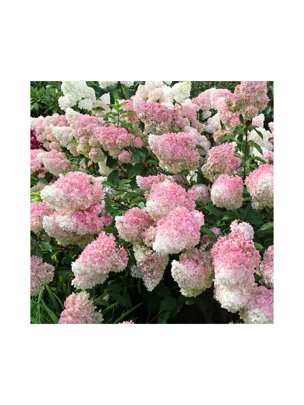 Hortensja bukietowa - Hydrangea paniculata 'Sundae Fraise'(R)