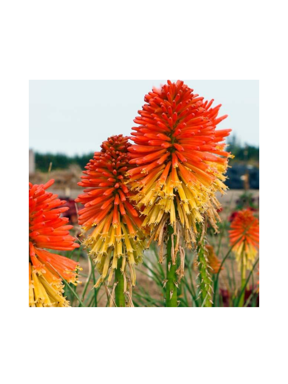 Trytoma - Kniphofia 'Poco Daybreak'