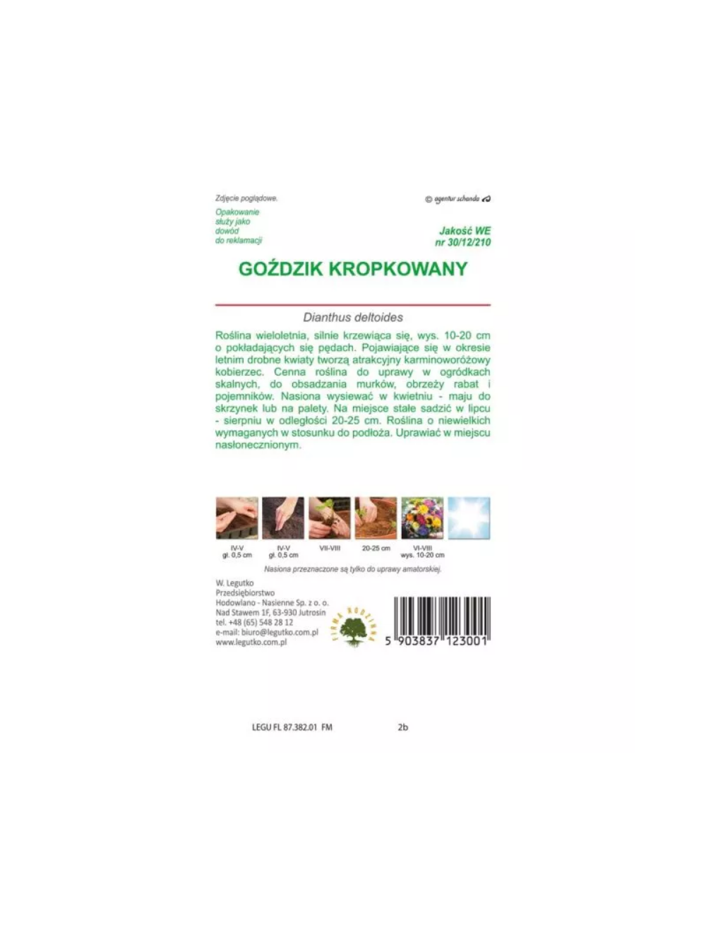 Goździk kropkowany karminowo-czerwony