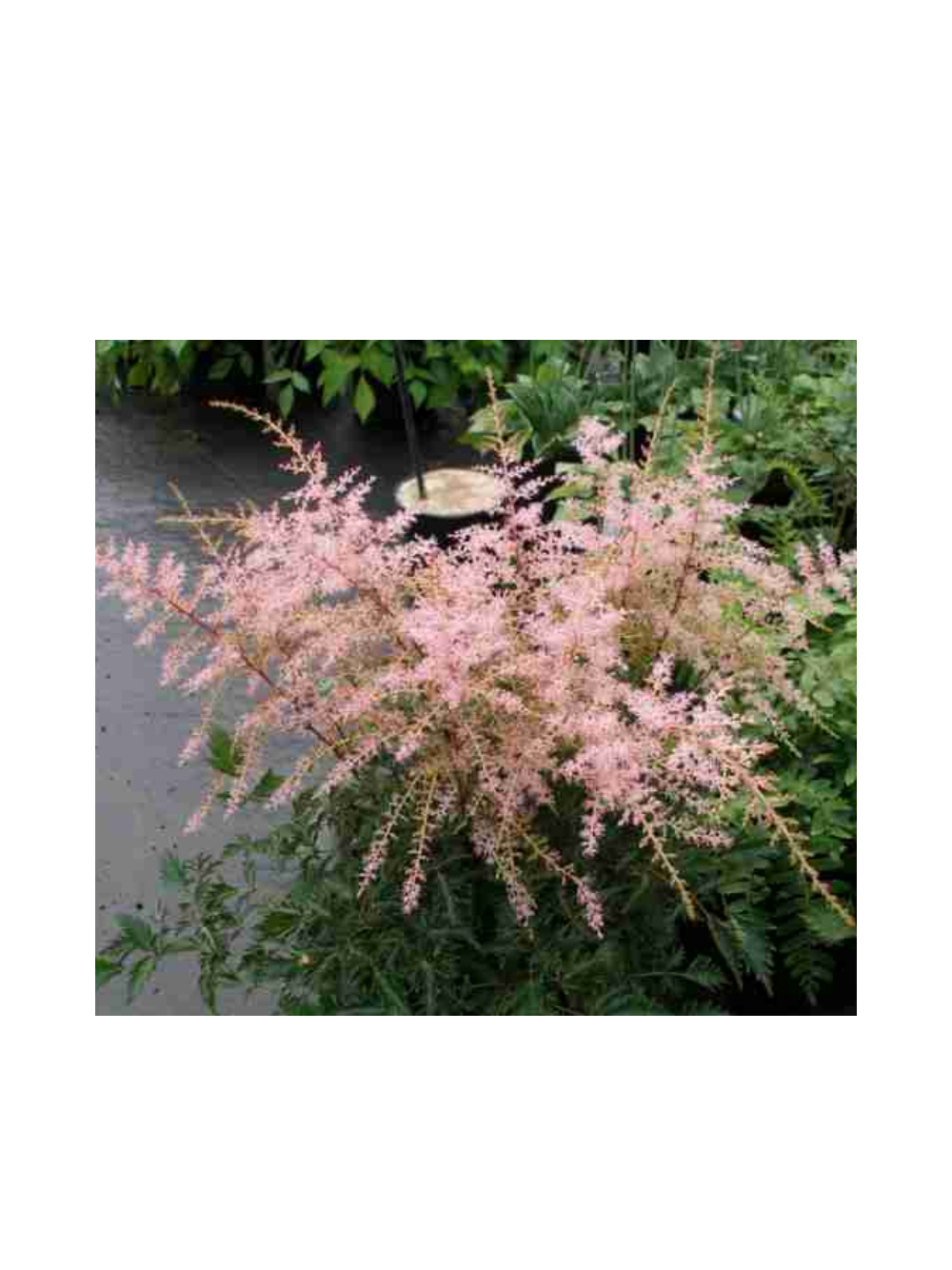 Tawułka pojedynczolistna - Astilbe simplicifolia 'Sprite'
