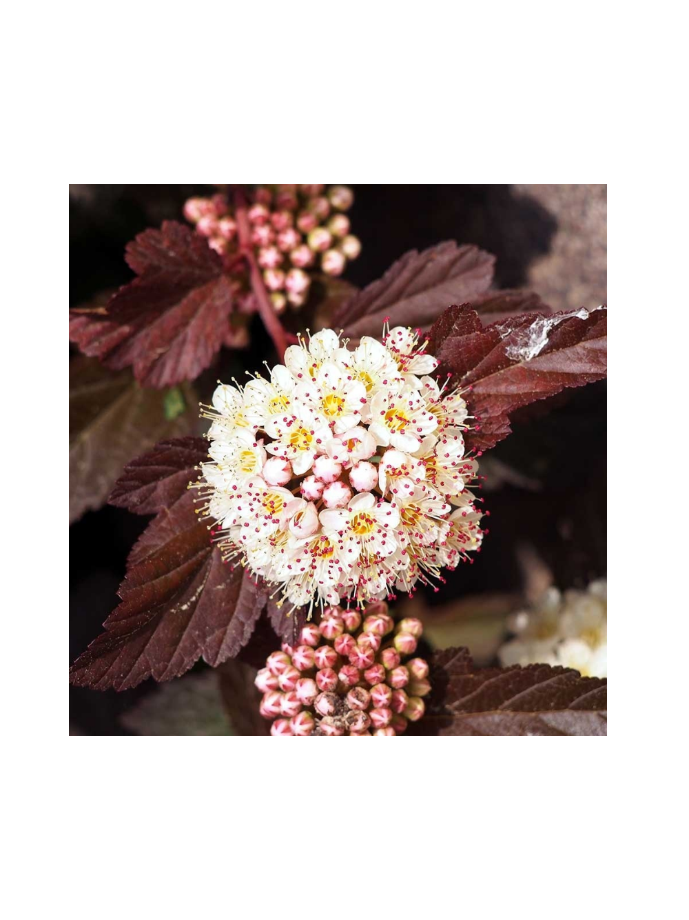 Pęcherznica kalinolistna - Physocarpus opulifolius 'Diabolo' (R)