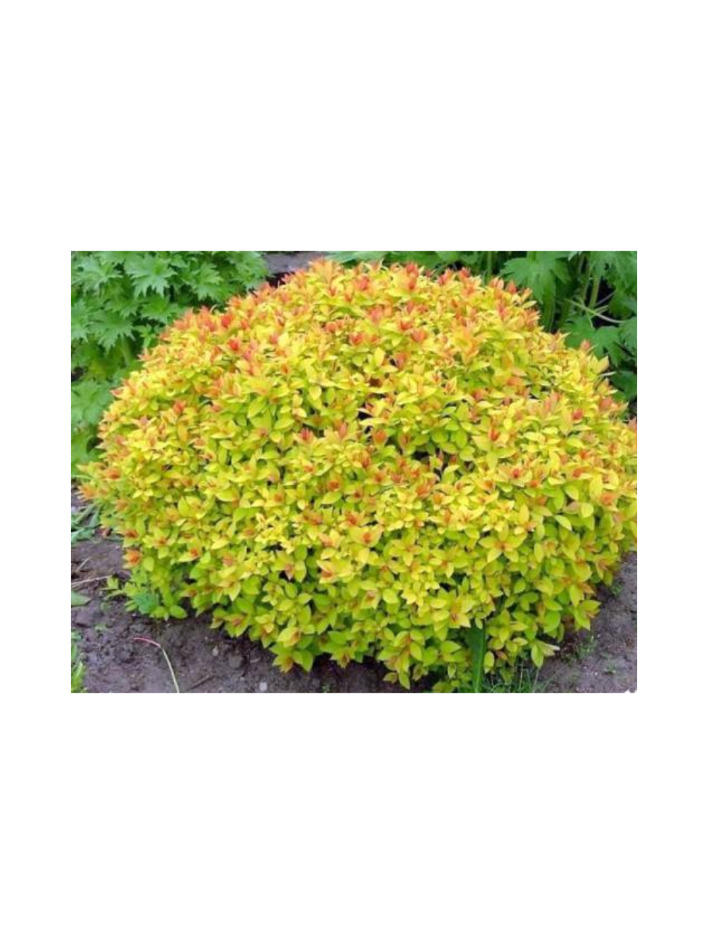 Tawuła japońska - Spiraea japonica 'Goldmound'