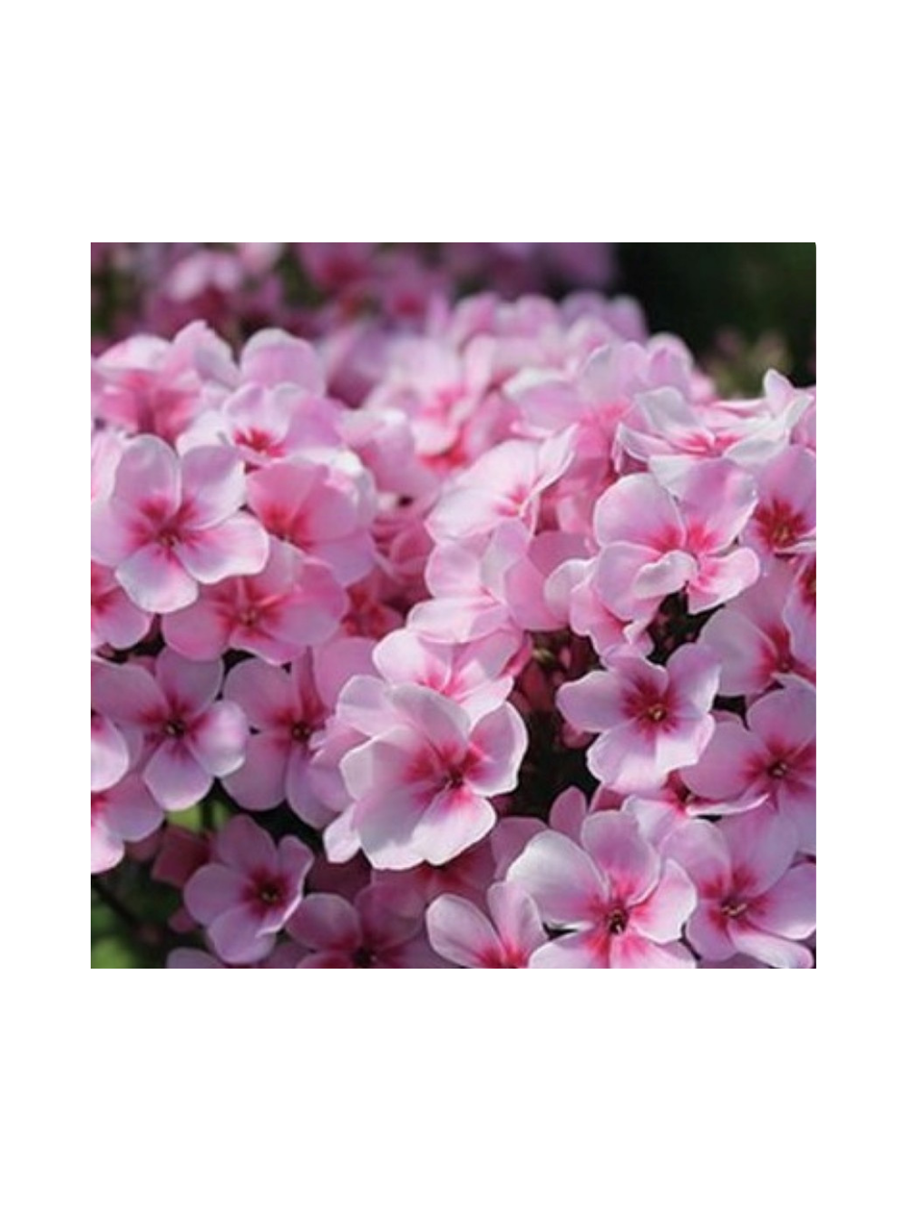 Floks wiechowaty - Phlox paniculata 'Early Pink'