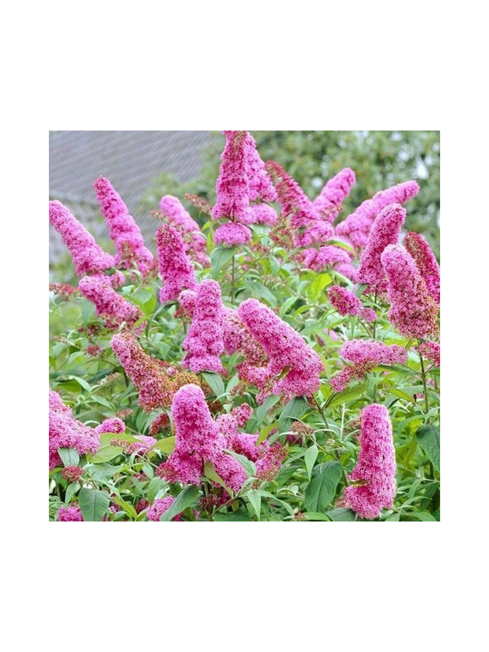 Budleja Dawida - Buddleja davidii 'Pink Delight'