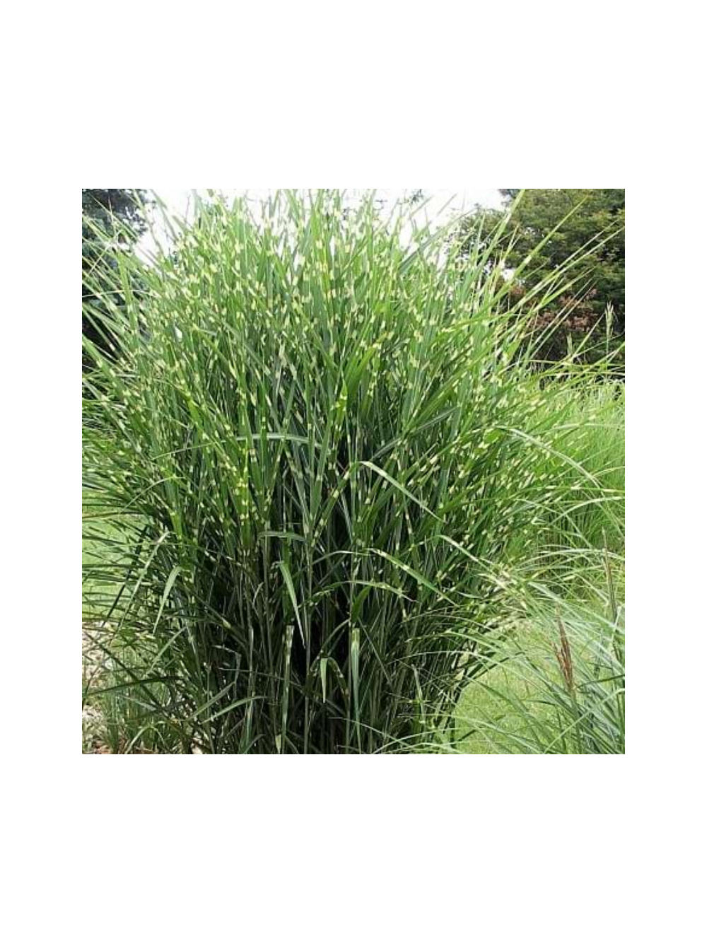 Miskant chiński - Miscanthus sinensis  'Strictus  Dwarf'