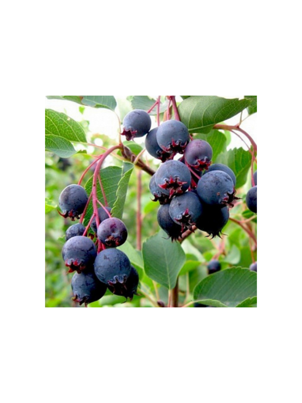 Świdośliwa Lamarcka - Amelanchier canadensis (lamarcki)