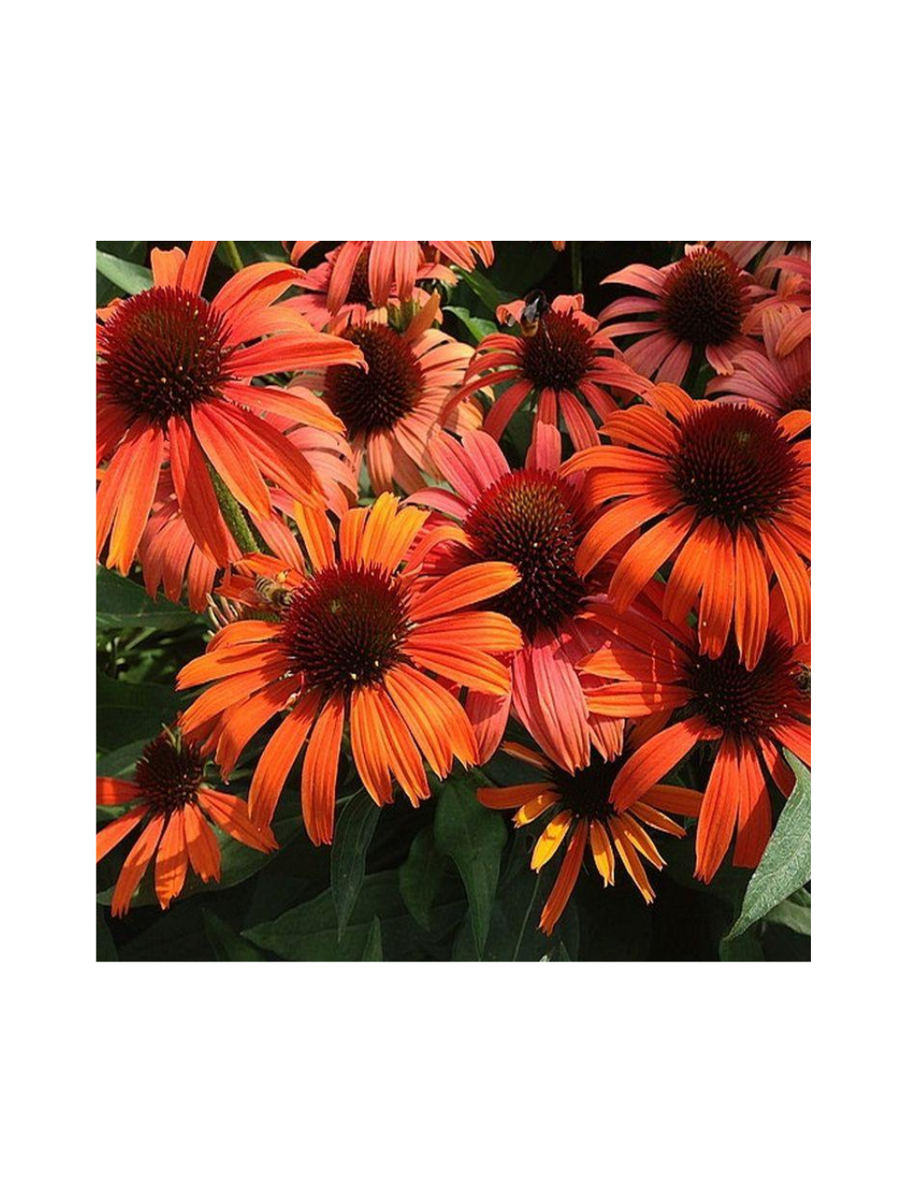 Jeżówka purpurowa - Echinacea purpurea 'Skipper Orange'