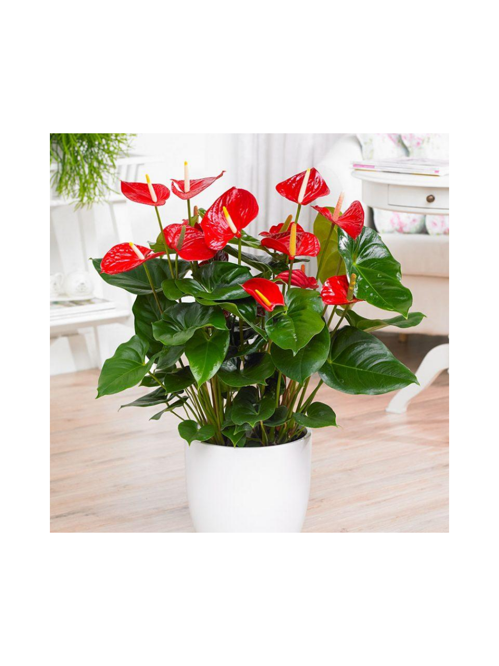 Anthurium czerwone d12