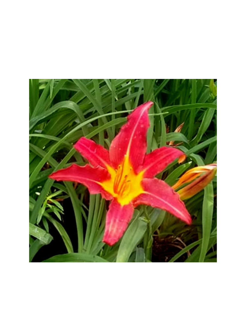 Liliowiec - Hemerocallis 'Autumn Red'