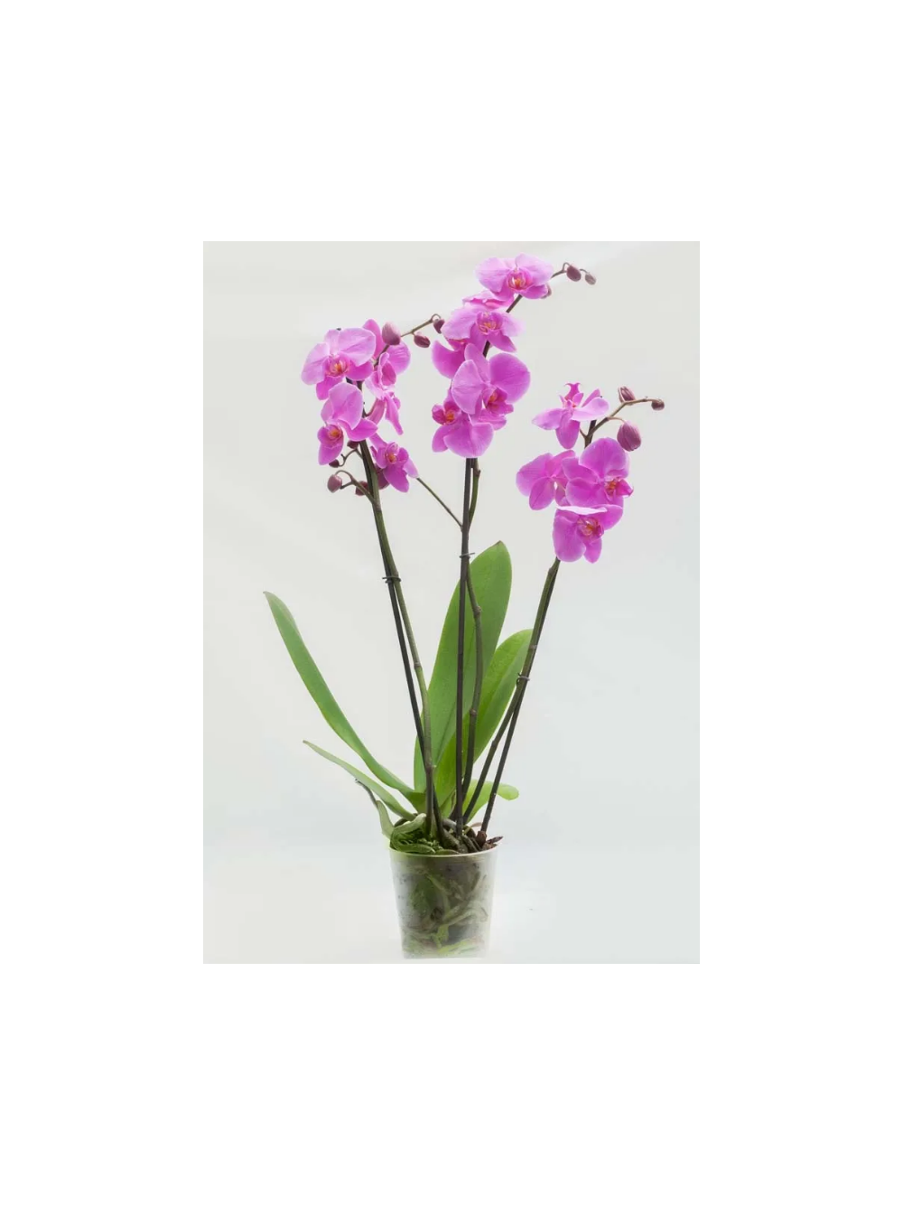 Storczyk Extra (Phalaenopsis) 3 pędy ciemnoróżowy d9