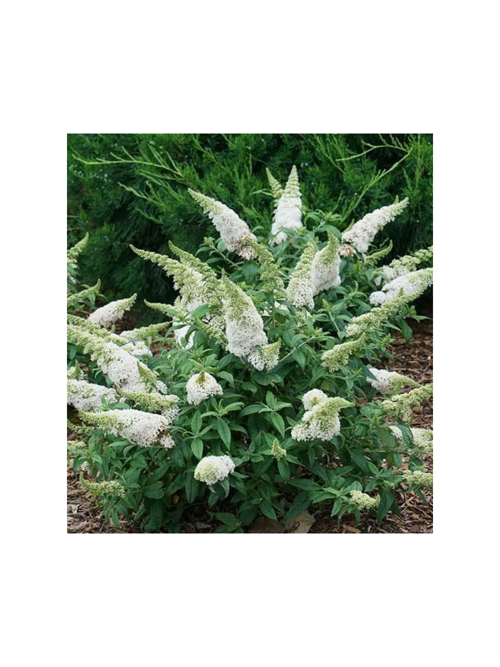 Buddleja davidii 'White Profusion'