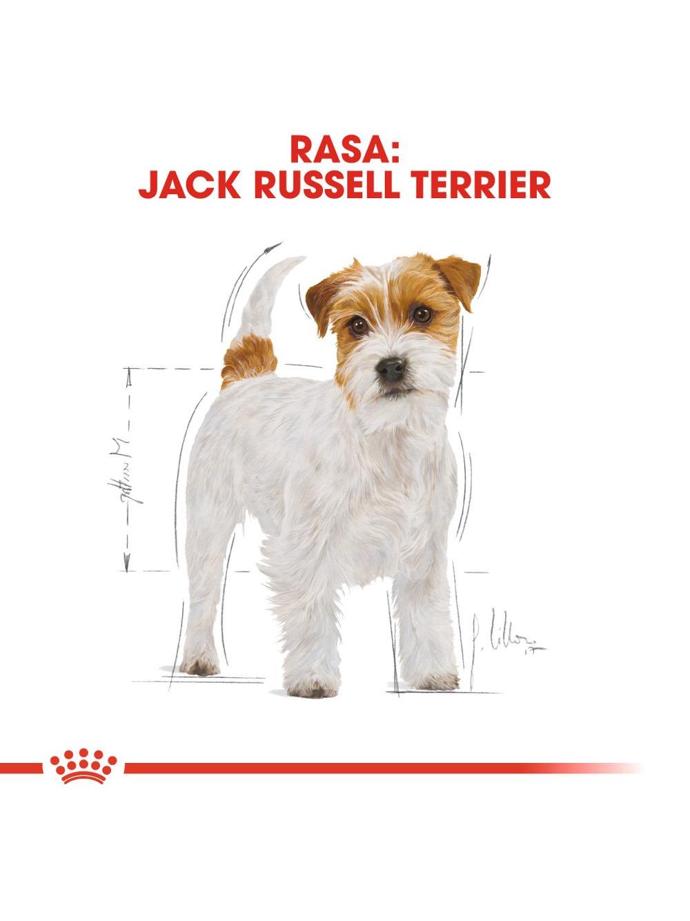 ROYAL CANIN Jack Russell Terrier Adult 1,5kg karma sucha dla psów dorosłych rasy jack russel terrier