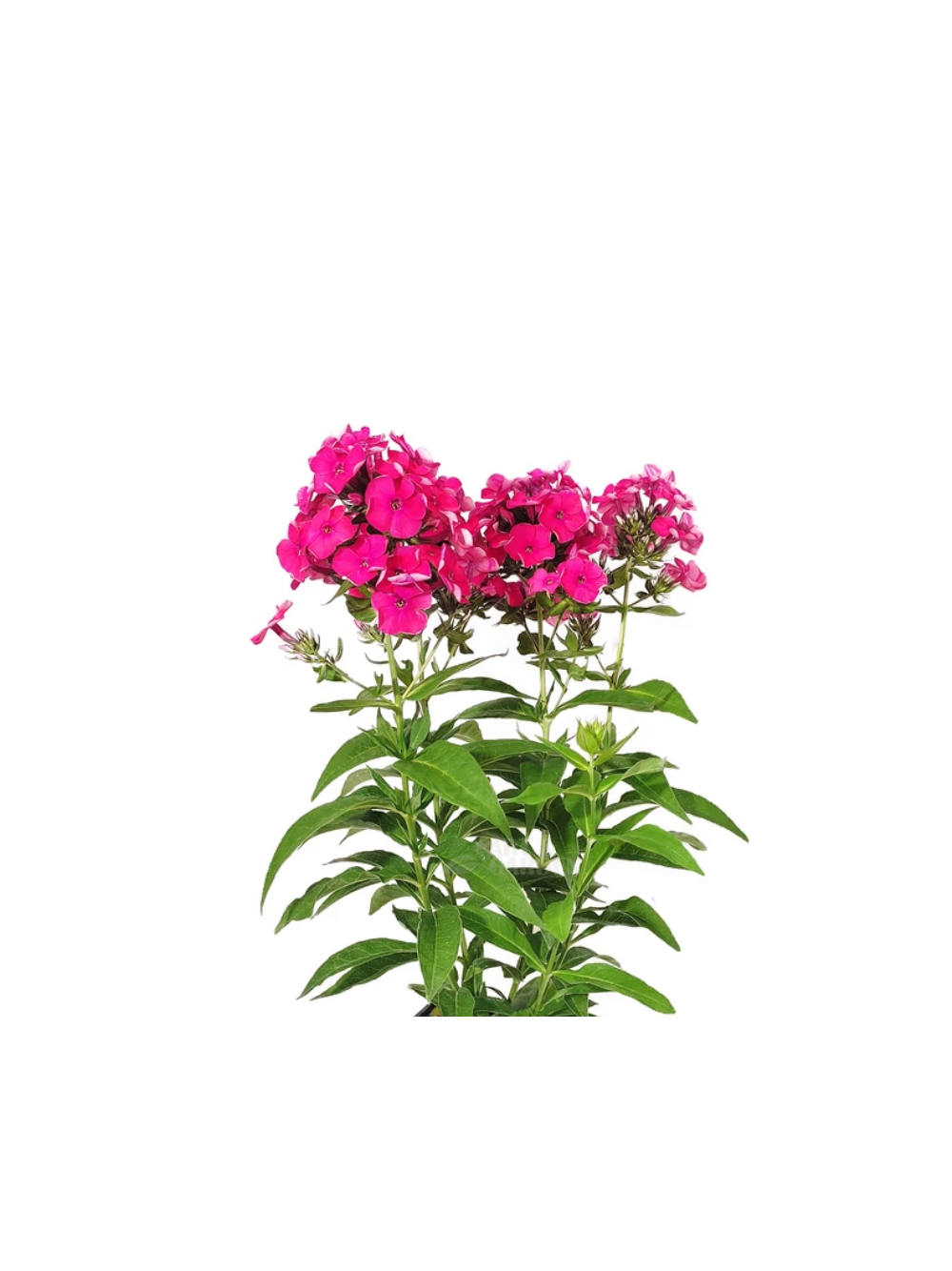 Floks wiechowaty - Phlox paniculata 'Flame Watermelon'