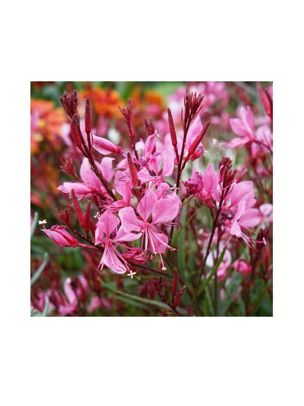 Gaura - Gaura lindheimeri 'Siskiyou Pink'