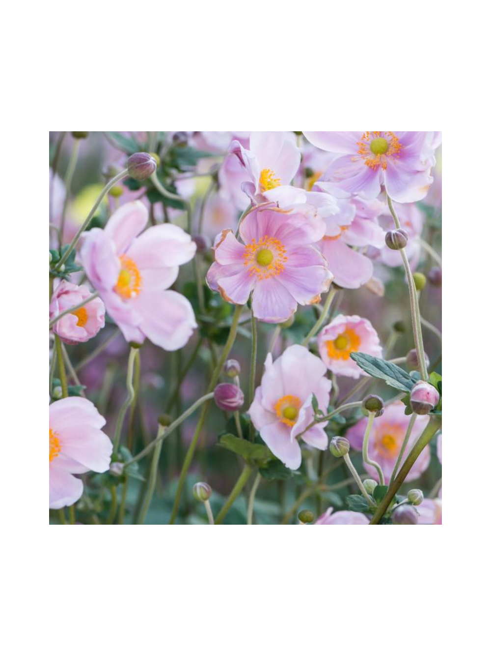 Zawilec - Anemone x hybrida 'Mont-Rose'
