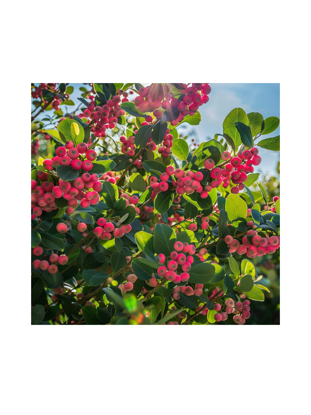 Borówka amerykańska - Vaccinium corymbosum 'Pink Lemonade'