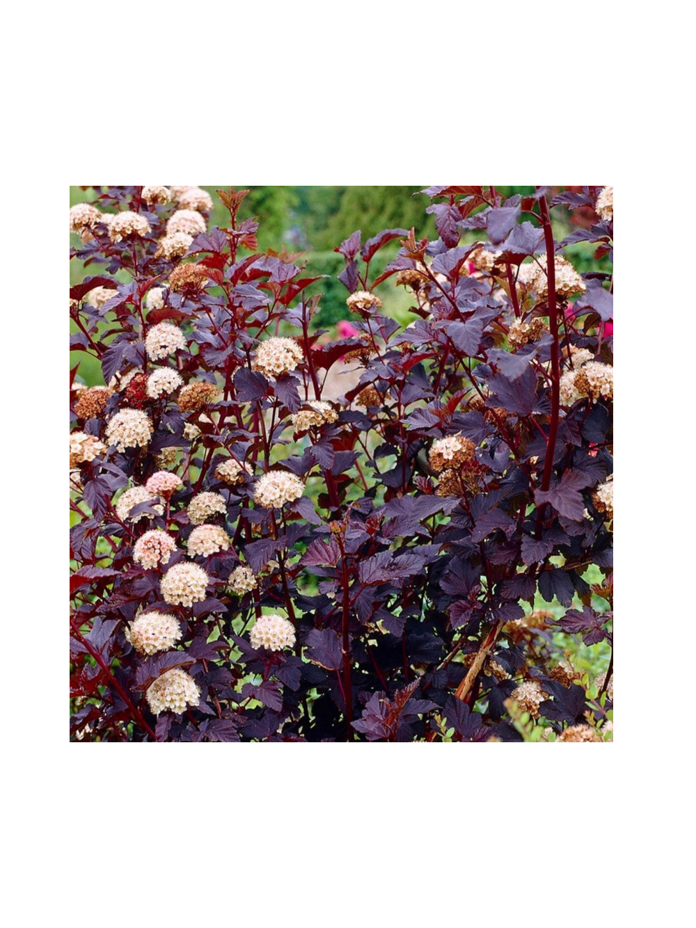 Pęcherznica kalinolistna - Physocarpus opulifolius 'Diabolo' (R)