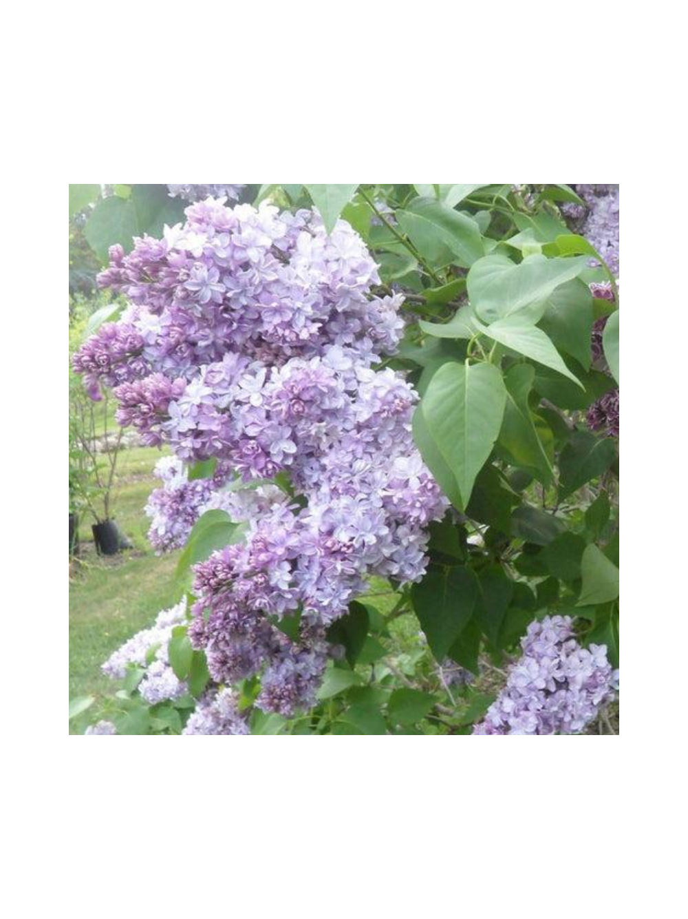 Lilak pospolity - Syringa vulgaris 'Nadezhda'