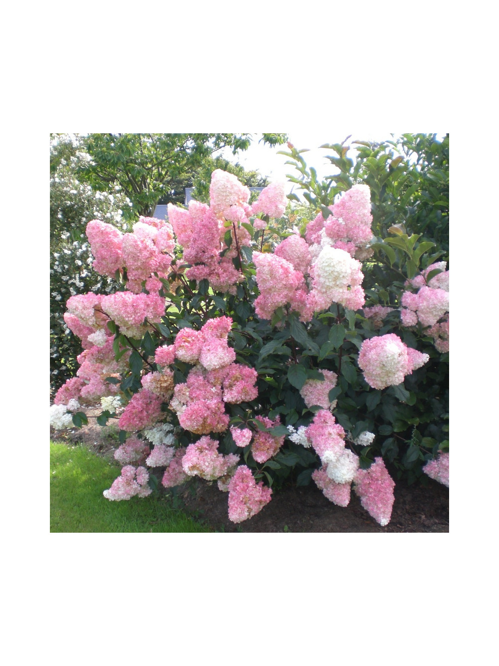 Hydrangea paniculata 'Vanille Fraise'