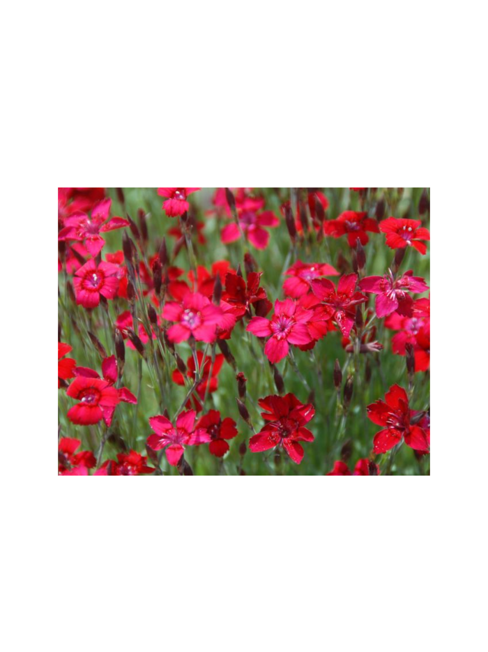 Goździk kropkowany - Dianthus deltoides 'Leuchtfunk'