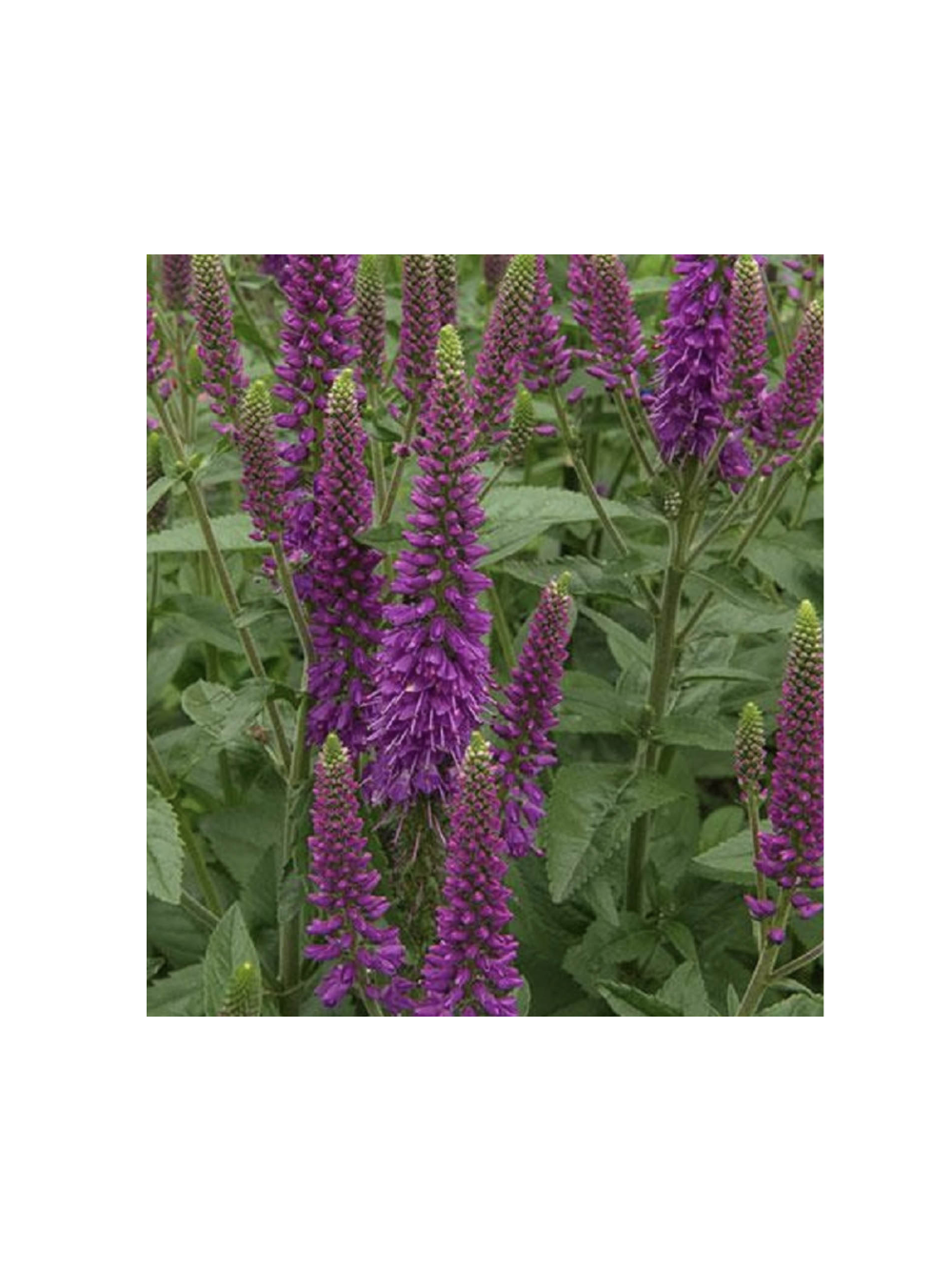 Przetacznik długolistny -   Veronica longifolia 'First Match'
