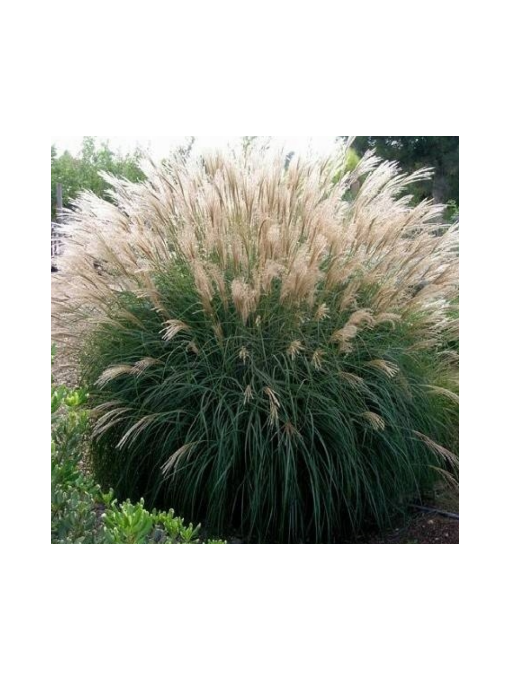 Miskant chiński -Miscanthus sinensis 'Silberfeder'