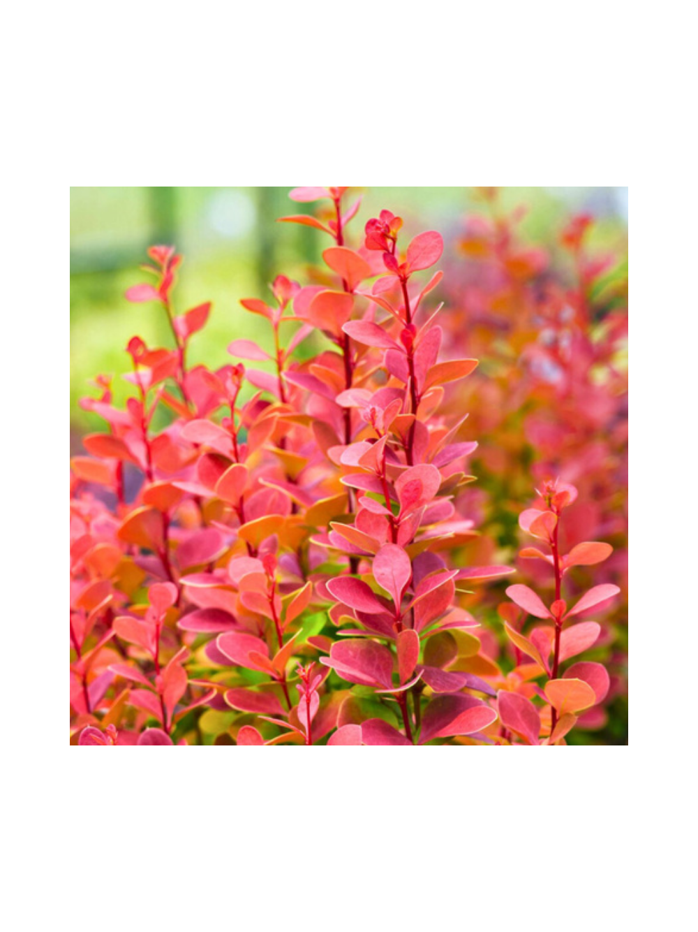 Berberys Thunberga - Berberis thunbergii 'Florence'(R)