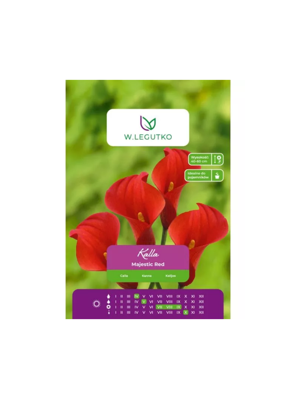 Kalla Majestic Red czerwona 1szt.