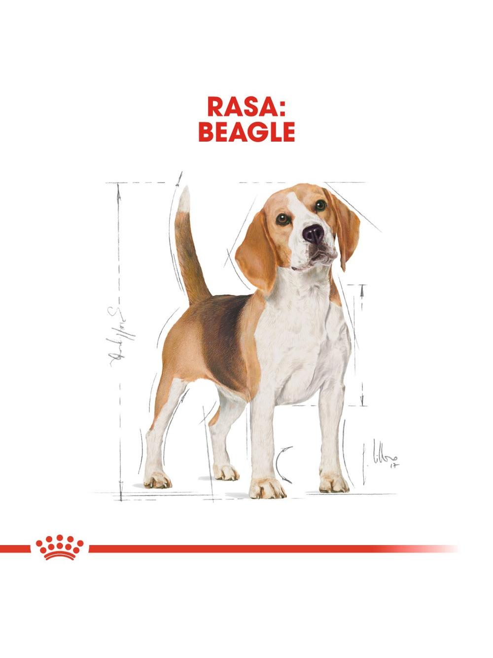 ROYAL CANIN Beagle Adult 12kg karma sucha dla psów dorosłych rasy beagle + niespodzianka dla psa GRATIS!